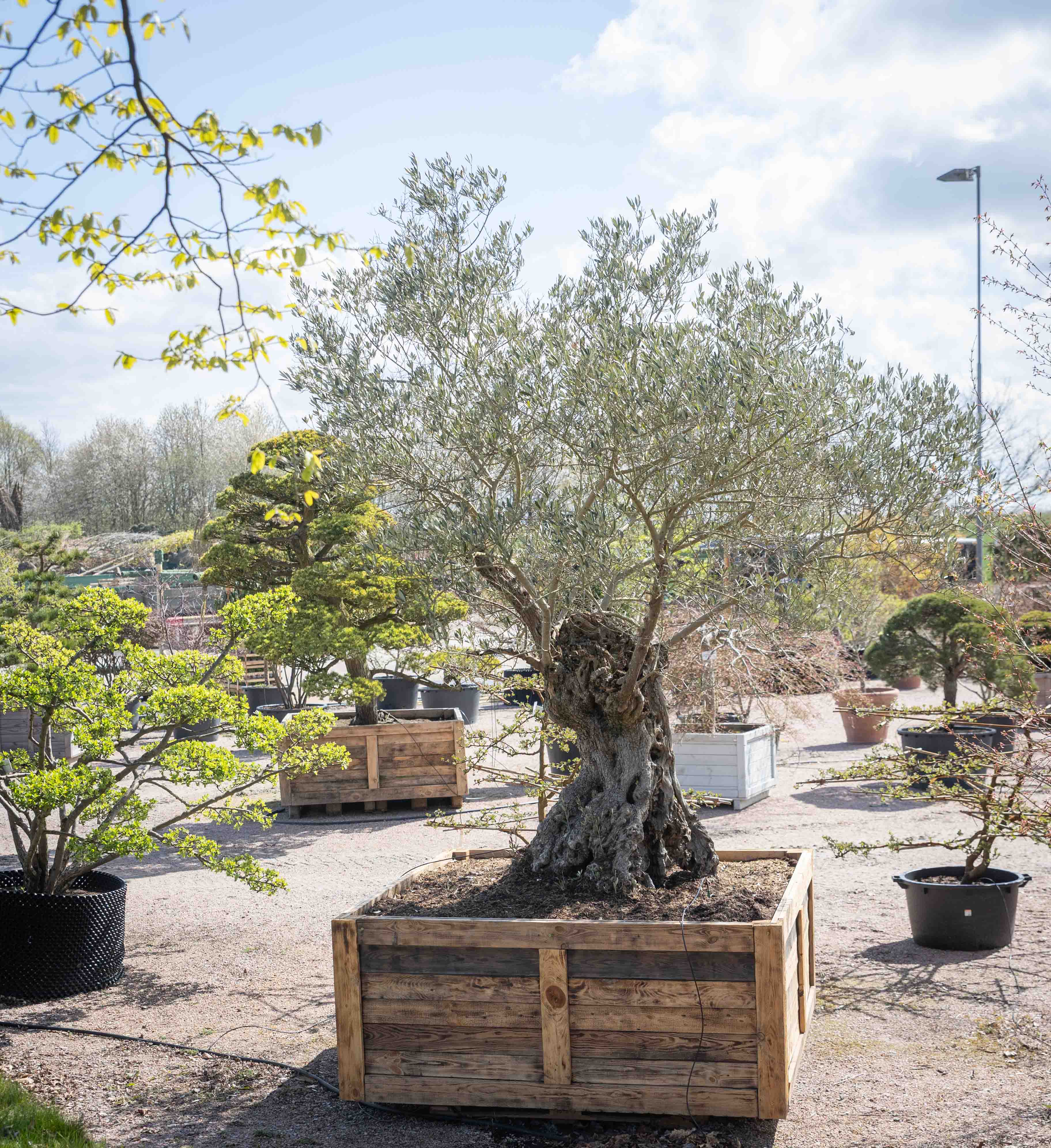 Olea europaea Unikat